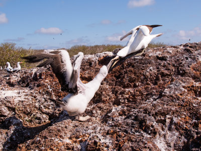 Baby Nazca Booby Fighting