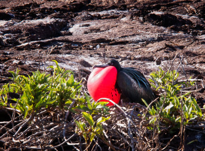 Male Magnificent Frigatebird Trying to Attract a Mate on Genovesa Island
