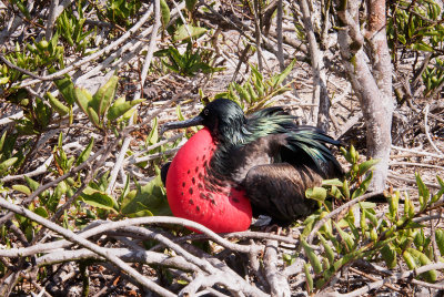 Another Male Magnificent Frigatebird with Inflated Gular Sac on Genovesa Island