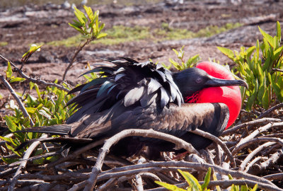 Another Male Frigatebird Looking for Love on Genovesa Island