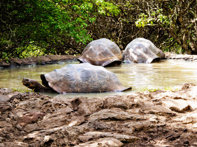 Giant Tortoises in Galapaguera Cerro Colorado Giant Tortoise Breeding Center