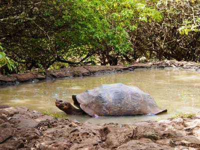 Giant (Galapagos) Tortoise