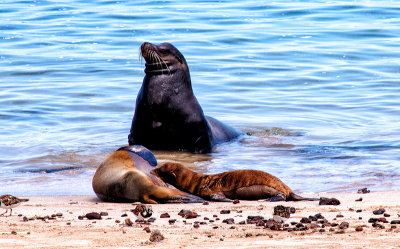 Male Sea Lion Guarding Nursing Baby and Mother on San Cristobal Beach