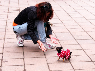Tiny Dog Playing with Woman at Park in Quito