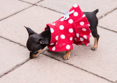 Tiny Dog in Park in Quito