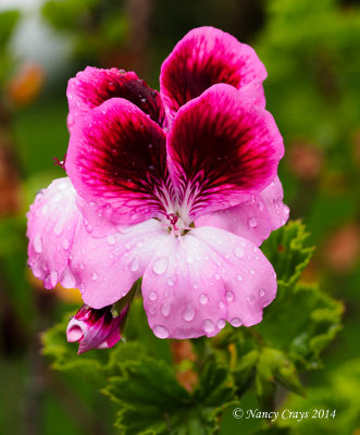 Flower after the Rain