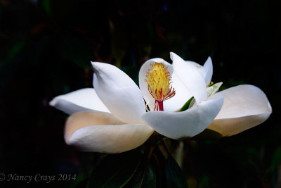 DSC5489 Magnolia Blossom