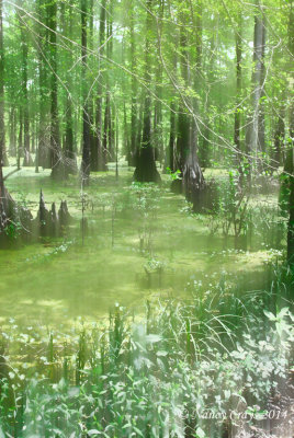 Swampy Area of Lake Martin 1542