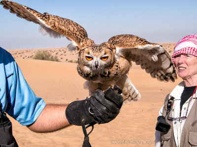 _C266138 Desert Owl