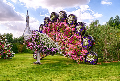 1036935 Peacock Sculpture in Dubai Miracle Gardens