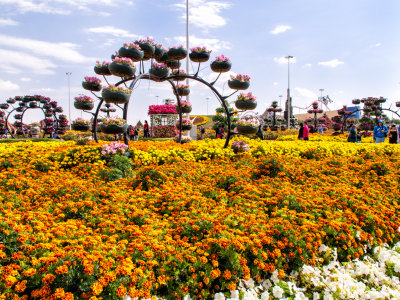 1026840 Dubai Miracle Gardens