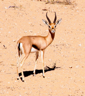 _C266399 Gazelle in Desert Oasis