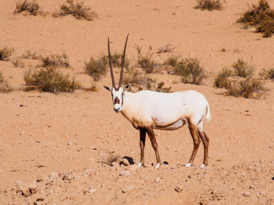 _C266419 Oryx in Desert Oasis