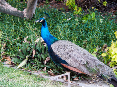 _C255493 Peacock in Financial District of Dubai