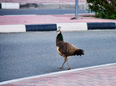 _C255526 Peahen Crossing Busy Street