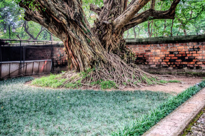 Tree Roots in Temple of Literature Grounds (3037)
