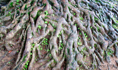 Tangled Tree Roots in Garden of Thien Mu Pagoda (3750)