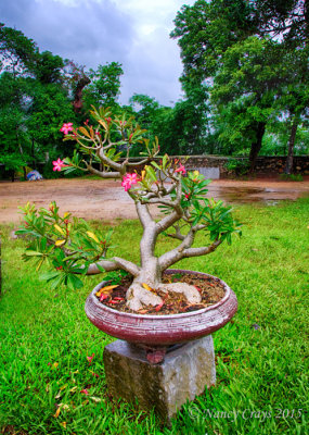 Bonsai Plant in Thien Mu Gardens Pagoda (3756)
