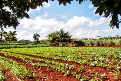Organic Gardens (1195907)