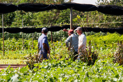 Workers in Organic Garden (1195910)