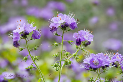 Purple Wild Flowers (DSC0421)