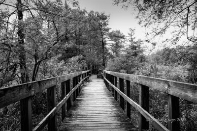 Board Walk through Swampy Area of Lake Martin after the Rain (DSC1669)
