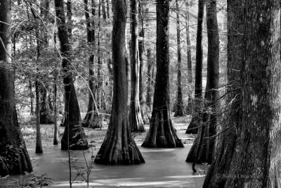 Cypress Trees in Lake Martin (DSC2114)