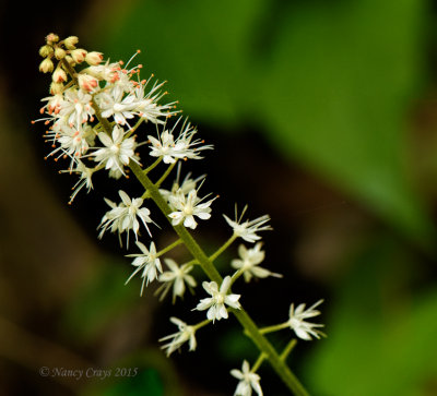 White Wild Flowers (DSC0952)