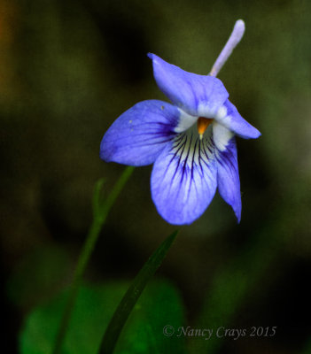 Another Purple Wild Flower (DSC0979)