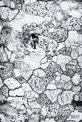 Tree Bark (DSC3321)