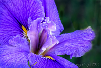 Another Iris in the Winter