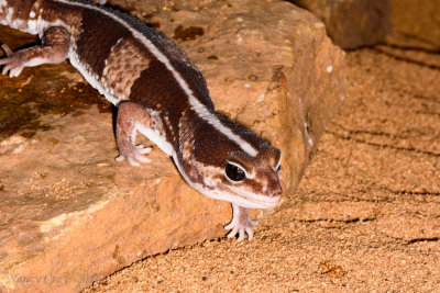 African Fat-Tailed Gecko DSC4377