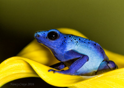 Blue Azureus Tinctorius Dart Frog DSC4859 