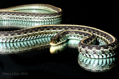  Blue Striped Garter Snake DSC4834