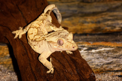 Crested Gecko DSC4259 