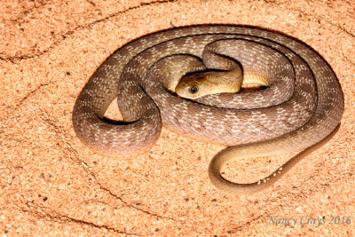 Gans Egg-Eating Snake DSC4924 