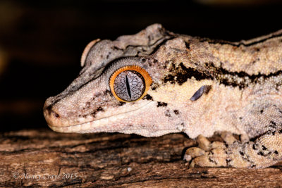 Gargoyle Gecko DSC4307 