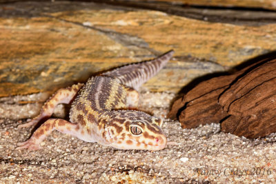 Leopard Gecko DSC4204 