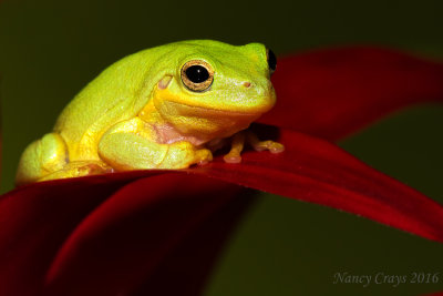 Madagasgar Reed Frog DSC4973