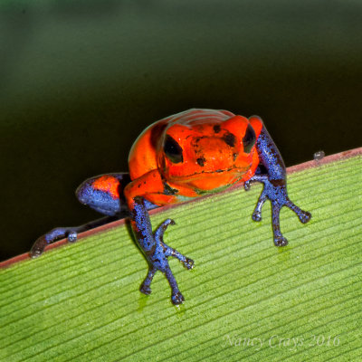 Blue Jeans Frog Climbing over a Leaf DSC4723