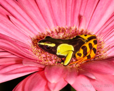 Painted Mantella Dart Frog DSC4555 