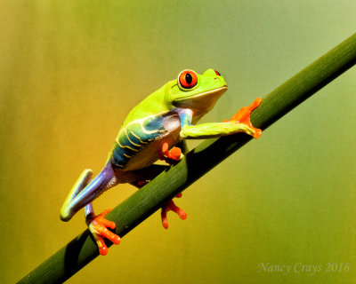 Red Eyed Tree Frog DSC4646 
