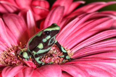 Super Blue Auratus Dart Frog DSC4844 