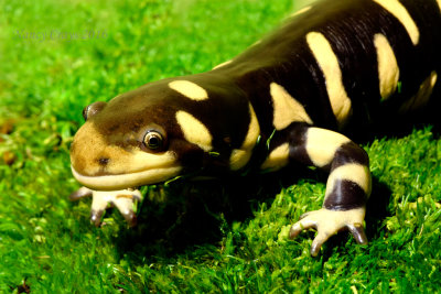 Yellow Barred Tiger Salamander DSC4708