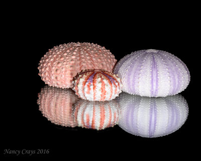 Reflection of Sea Urchin Shells DSC4694 