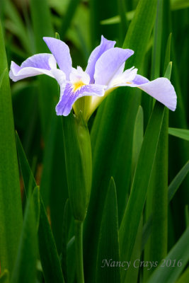 Louisiana Iris (DSC5108)