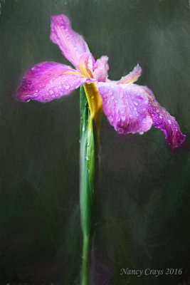 Louisiana Iris (DSC5194)