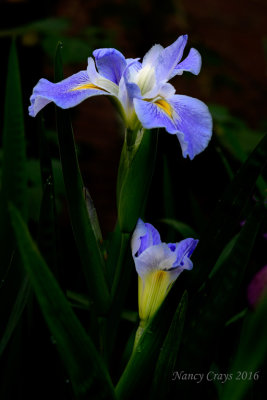 Louisiana Iris (DSC5220)