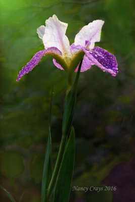 Louisiana Iris (DSC5235)