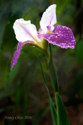 Louisiana Iris (DSC5246)